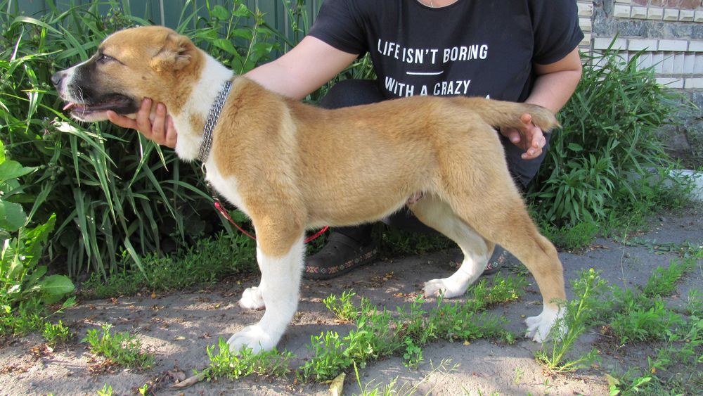 Племінні цуценята Алабая (САВ) - Кобель, 5 міс.