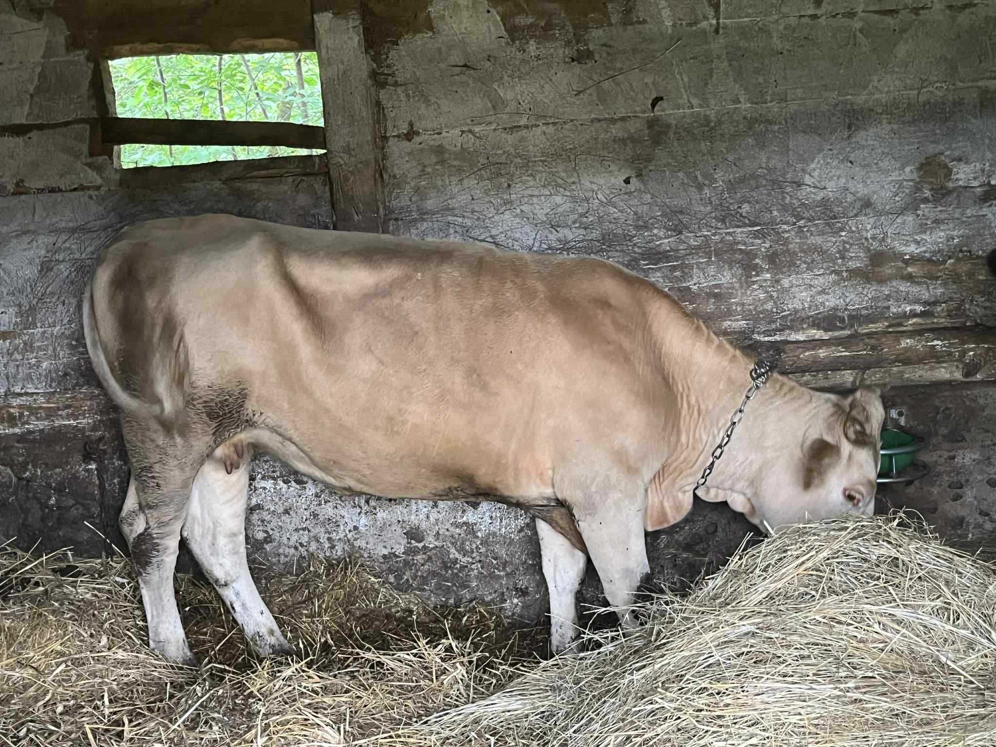 Krowa blonde d'aquitaine
