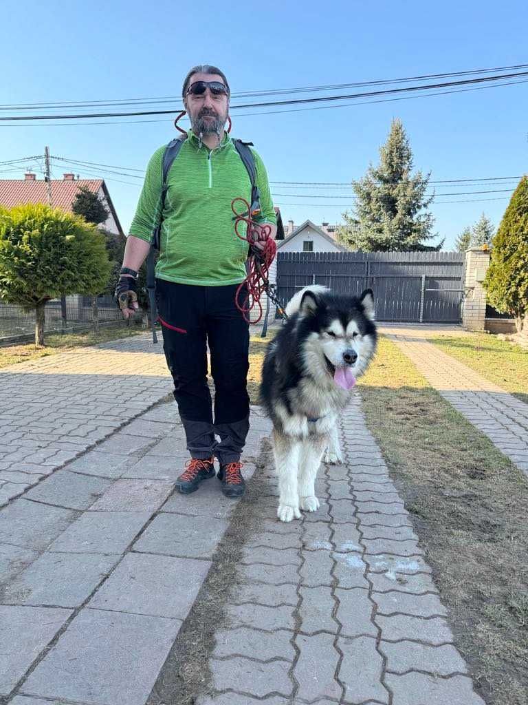 Grey - zjawiskowy Alaskan Malamute z rodowodem ZKwP FCI ADOPCJA