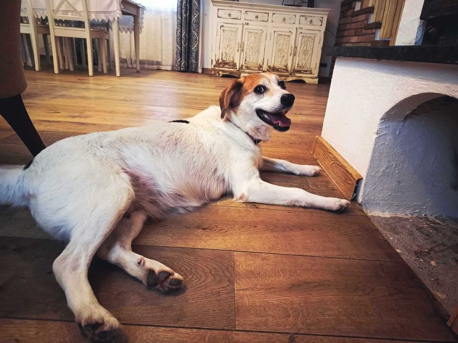 Florka, nieduża sunia do kochania i przytulania.