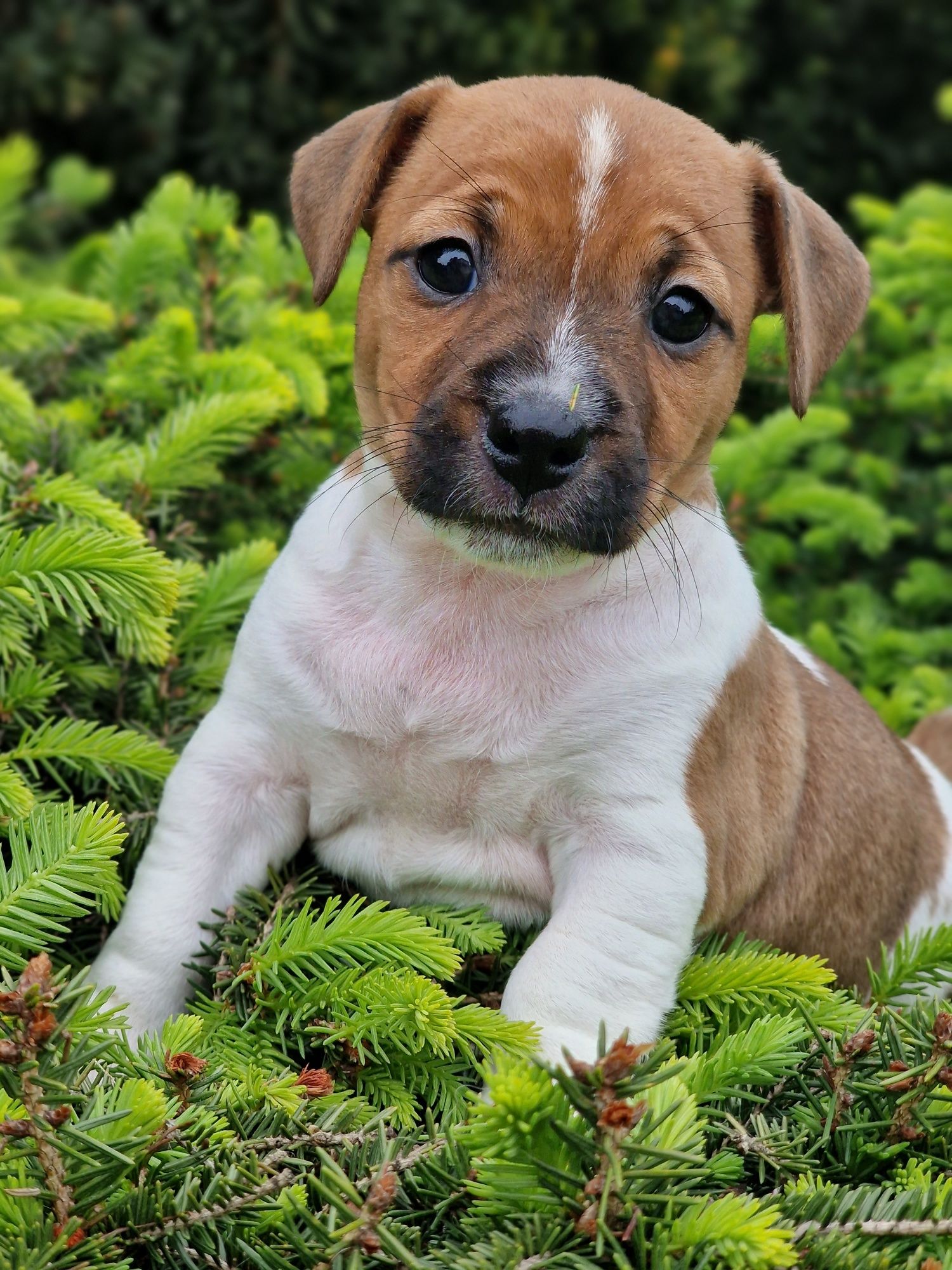 Jack russell terrier suczka   GŁADKOWŁOSA-rodzice FCI zkwP