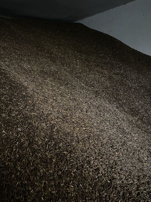 Owies czarny/gniady/ jeczmień