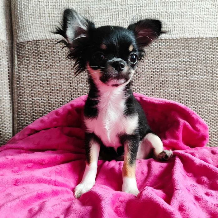 malutka sunia chihuahua
