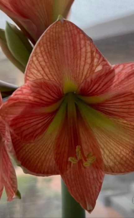 Набор: Три большие луковицы гиппеаструмов разных сортов