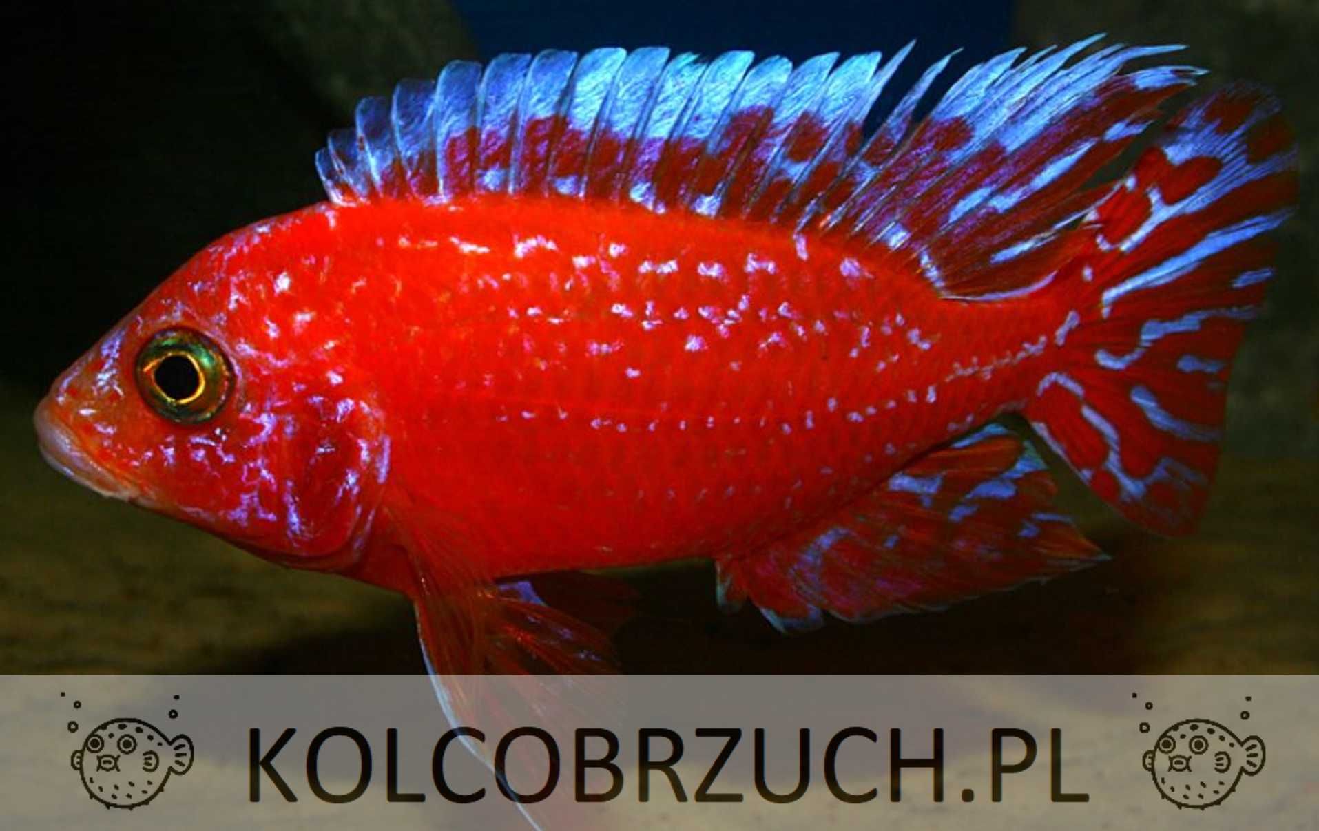 Aulonocara Fire Fish - SAMCE XXL - 10CM - Pyszczaki - dowóz, wysyłka