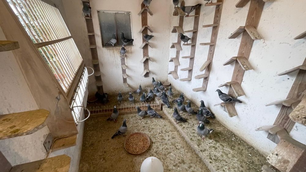 Pombos e todo o recheio