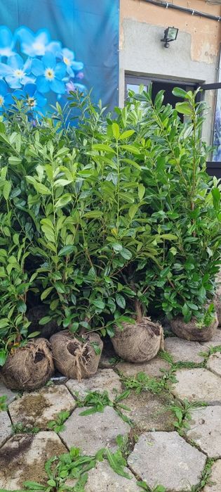 Laurowiśnia Novita - Bardzo Duże Sadzonki