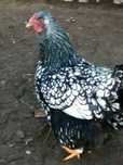 Jajka lęgowe wyandotta, aracuana ,kochina,czubatki,marans, zielononóżk