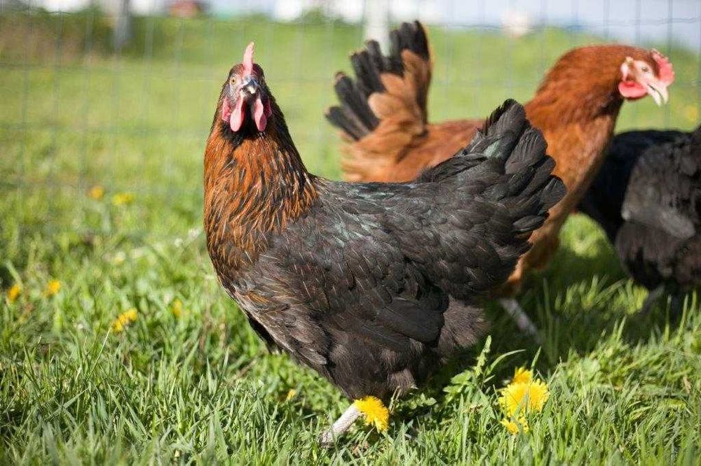 Kury kokoszki nioski Rosa kolorowa na wybieg odchowana dostawa Gratis