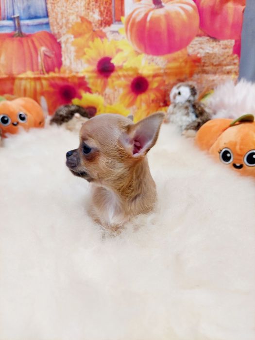 Chihuahua piękna płowa sunia