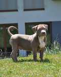 American Bully XL Junior gotowy do odbioru!