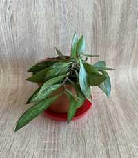 Hoya gracilis memoria ładna ukorzeniona sadzonka