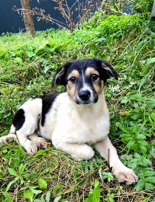 Белла шукає свою родину!