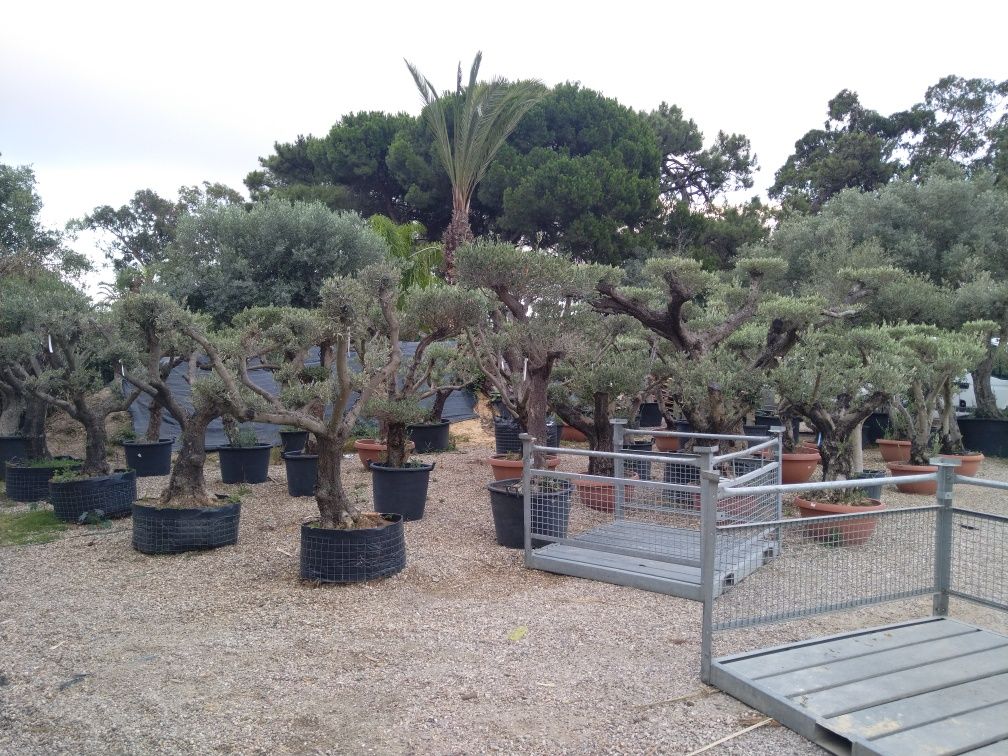 Oliveira poda Bonsai