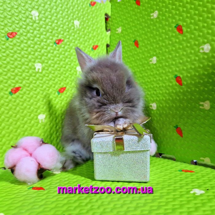 Мини кролик шиншилловьій оттер с Гавана оттенком