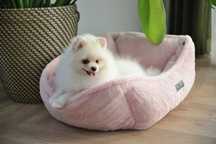Pomeranian kremowy piesek
