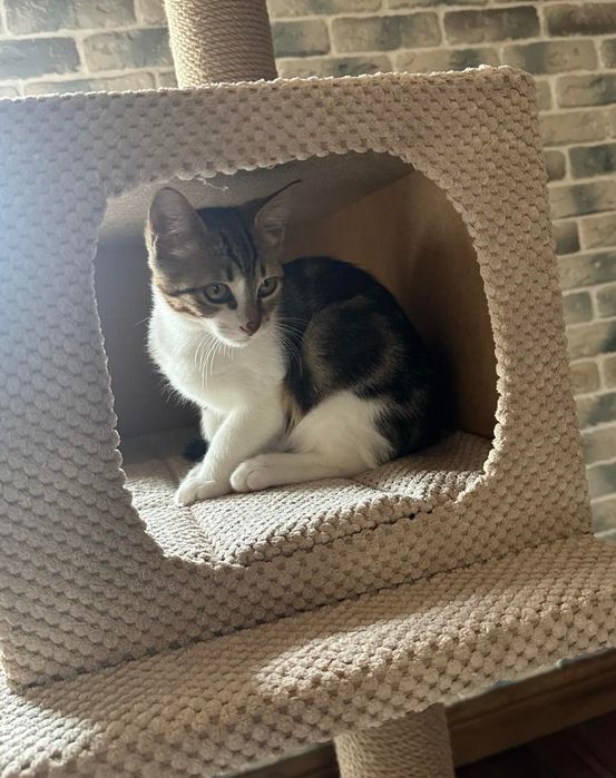 Отдам котёнка-мальчика