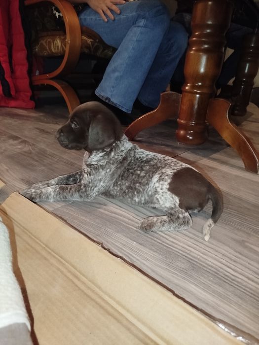 Wyżeł niemiecki krótkowłosy -suka