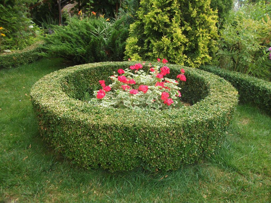 Самшит, хоста, бірючина