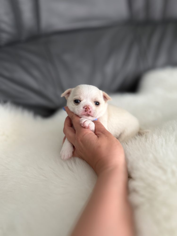 Chihuahua piesek krotkowlosy zkwp/fci