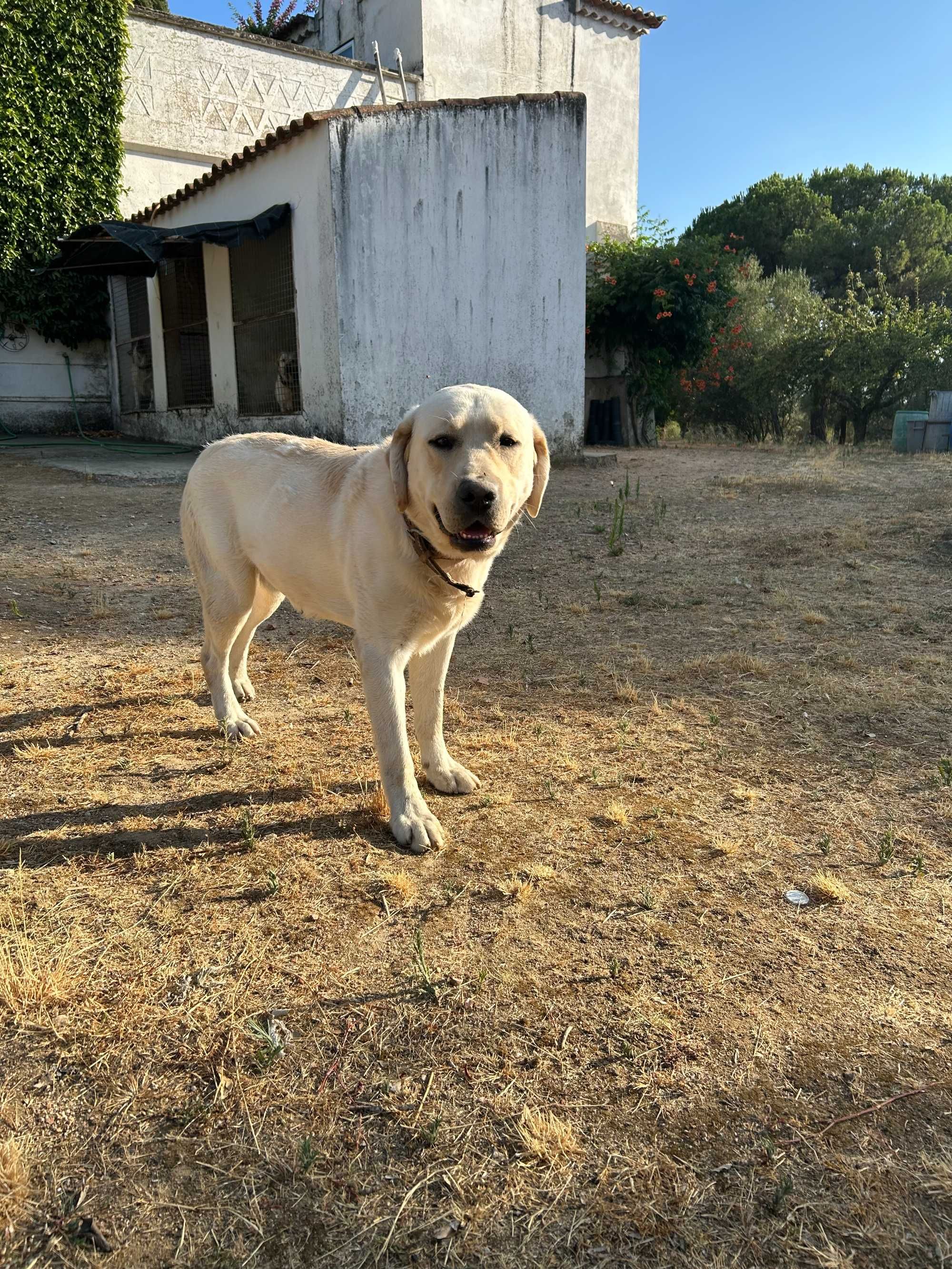 Cão labrador Retriver com 1 ano