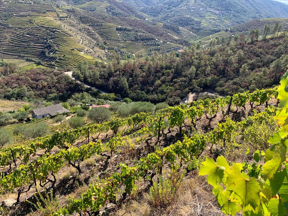 Quinta no douro com casa