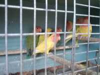 Папуги різних видів домашні.