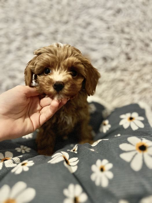 Piesek Maltipoo F1b