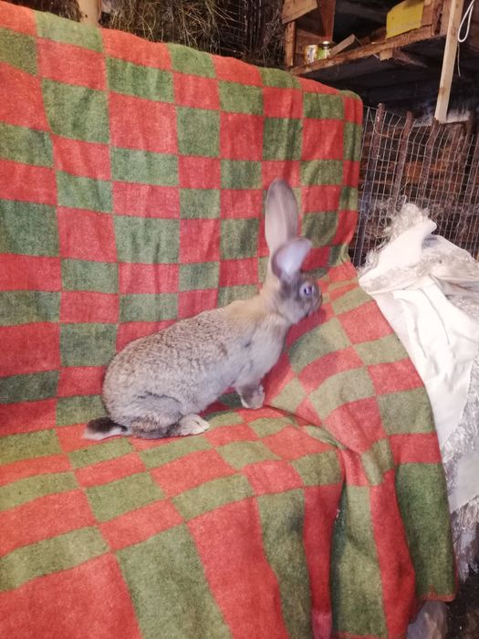 Продам кролі різного віку.