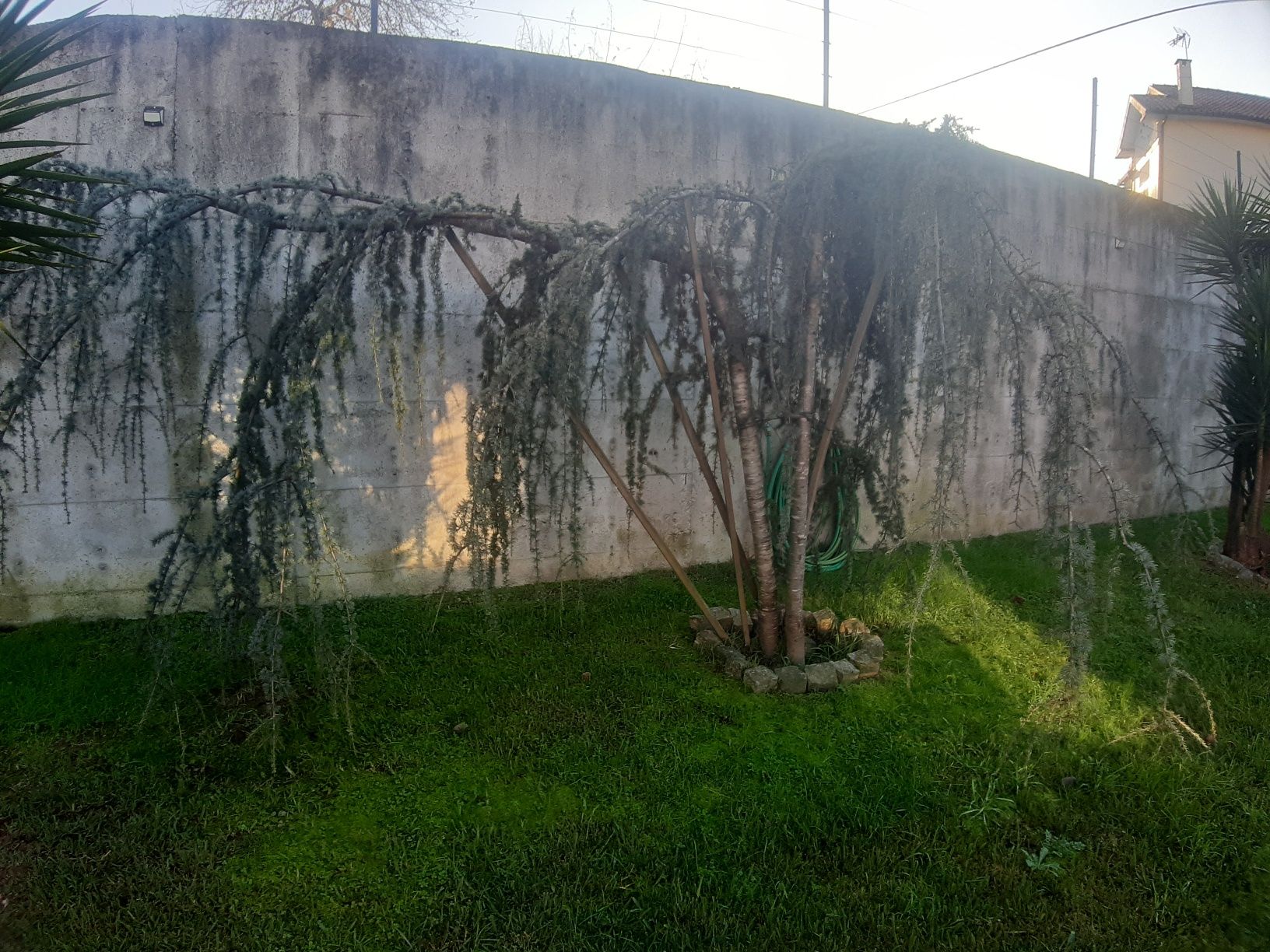 cedros pêndula muito bonito