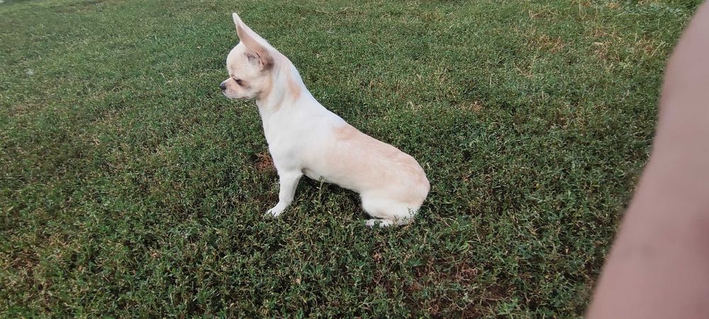 Chihuahua suczka odchowana prawdziwy rodowód ZKwP FCI SUPER OKAZJA !!!