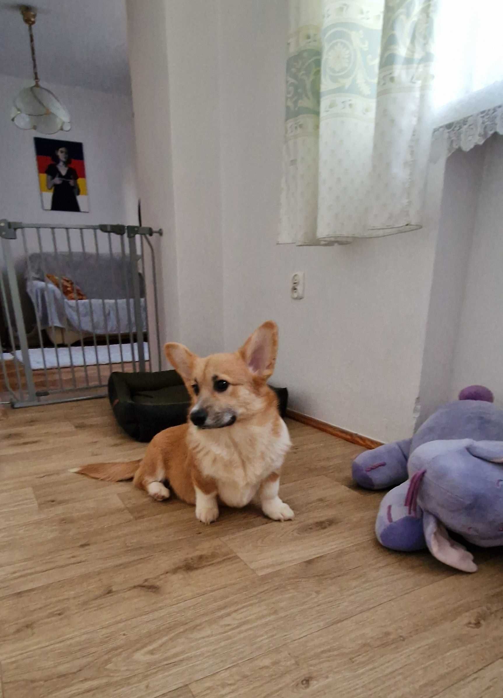 Welsh Corgi Pembroke,  piesek z długim ogonkiem