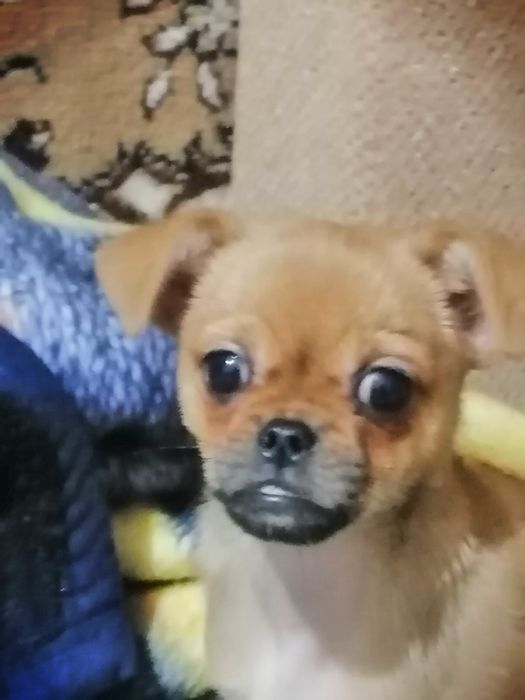 Гарна собачка-дівчинка