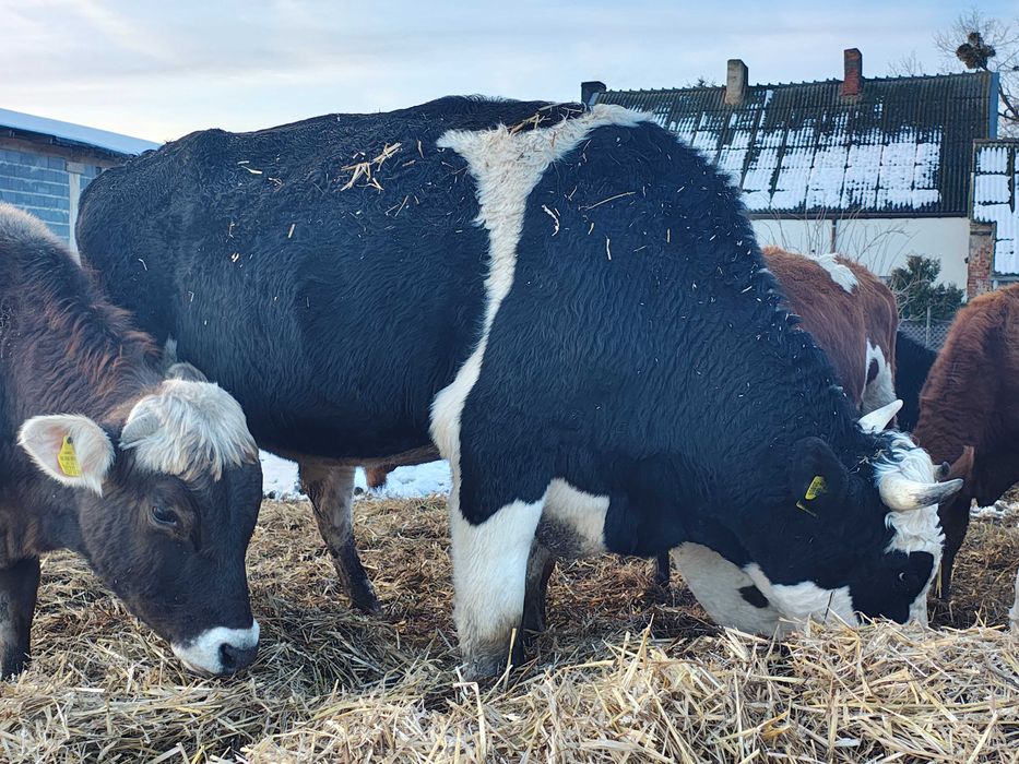 Sprzedam Bydło 16 sztuk**