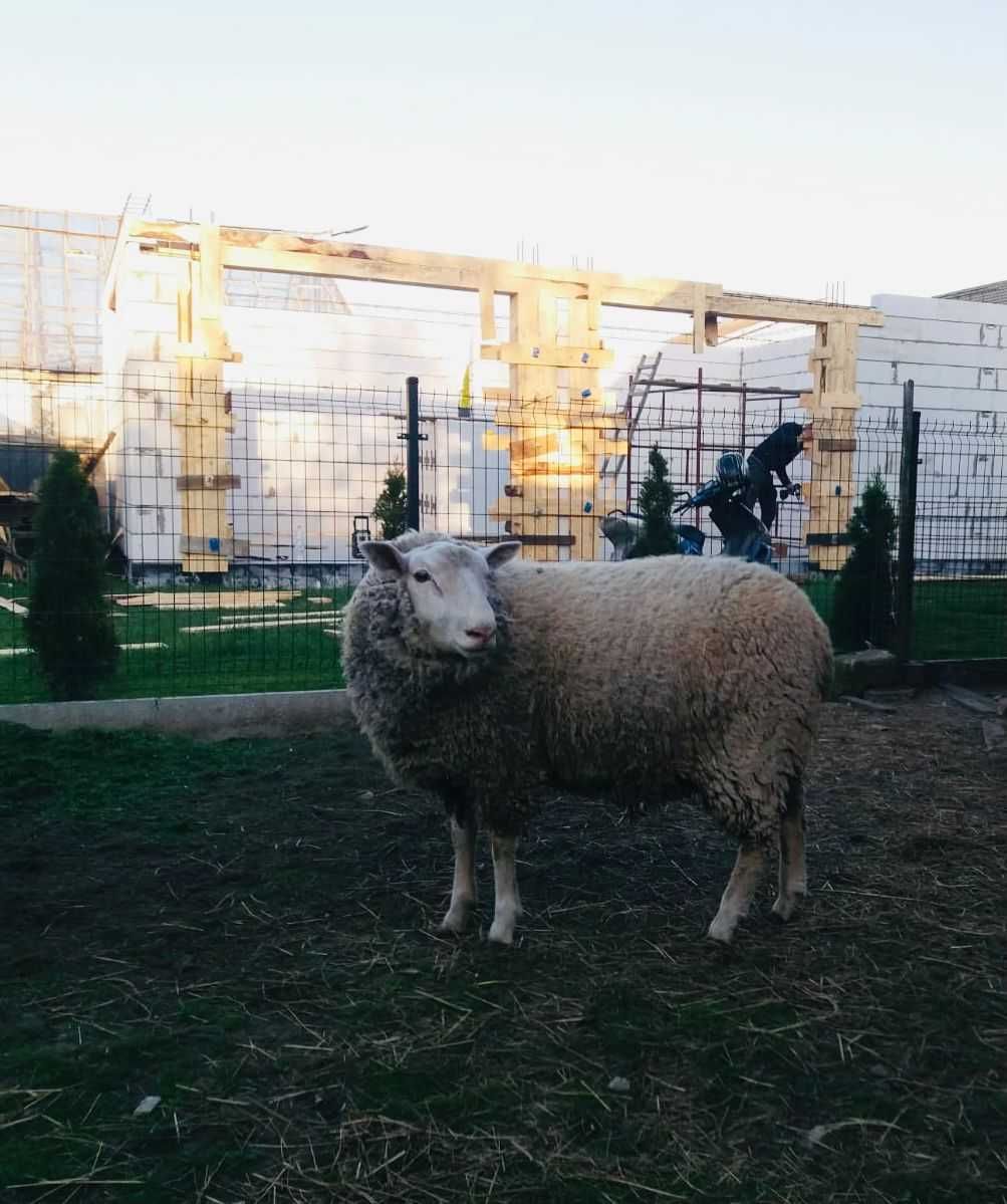 Mięsne owce i młode barany Teksel