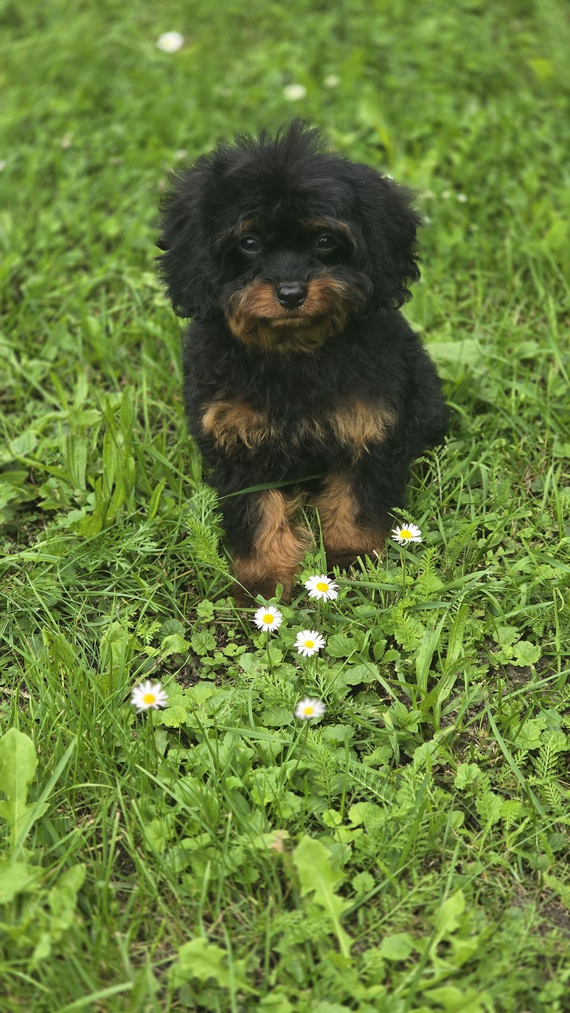 Cavapoo urocze szczenię