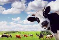 Krowy i jałówki nie cielne, byki