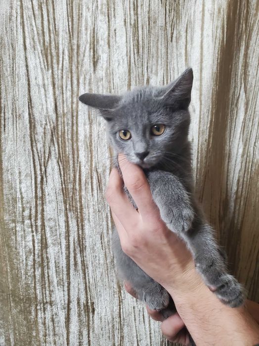 Безкоштовно кошенято 3 місяці