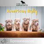 Цуценята породи: Американський Буллі (1.5 місяці)