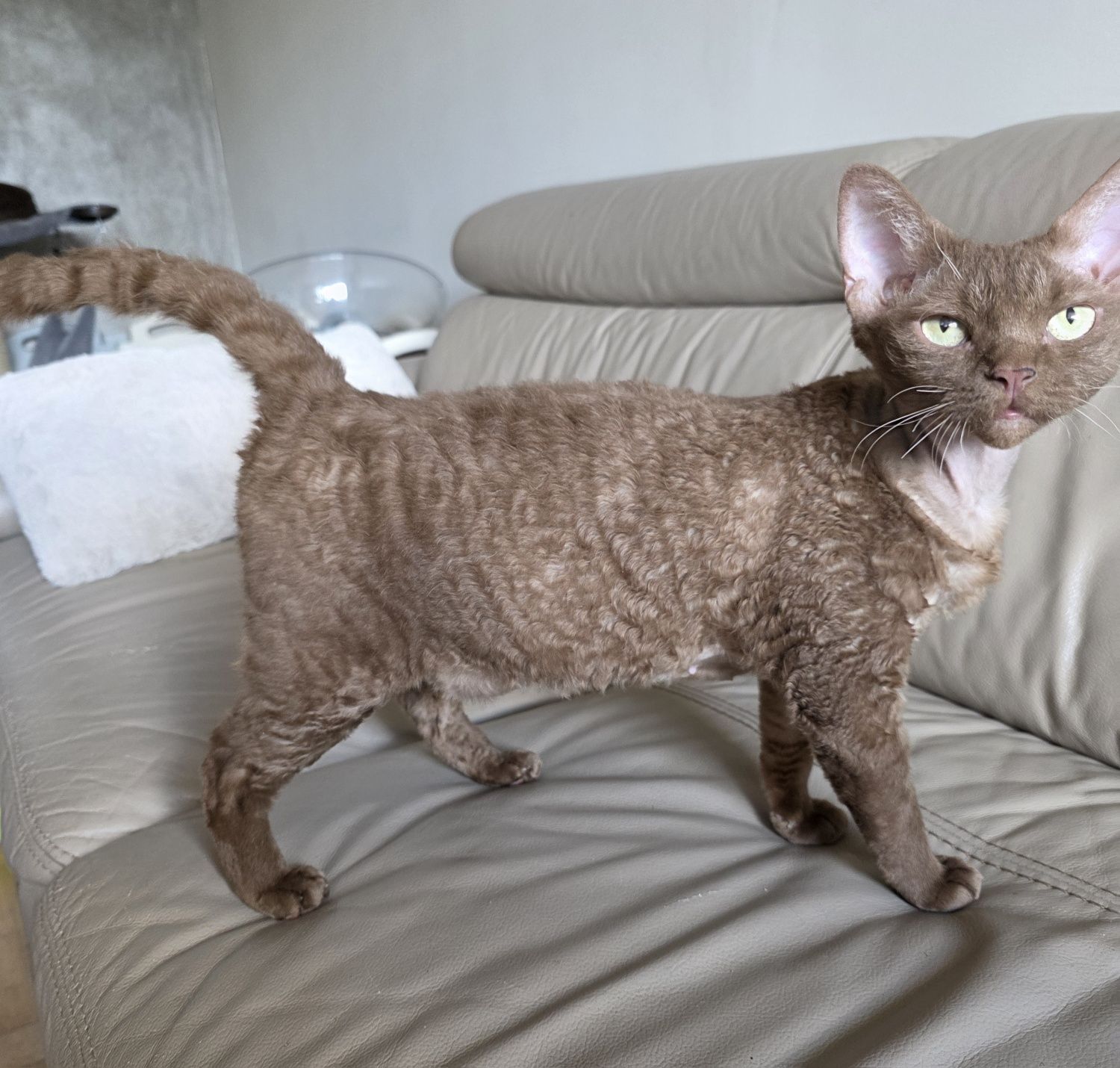 Devon Rex - Donatella - kotka Gotowa do odbioru
