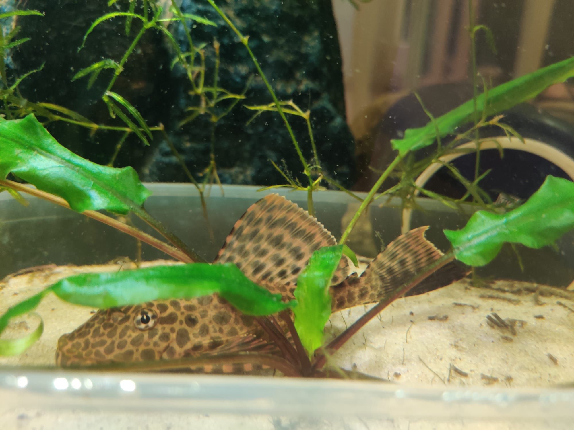zbrojnik lamparci ok. 15cm