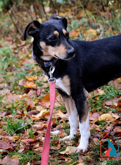 Nixi 19/25 - SZUKA DOMU!