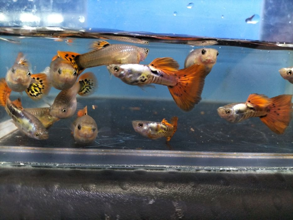 Gupiki mlode kolorowe mix parka