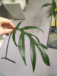 Philodendron cinderella