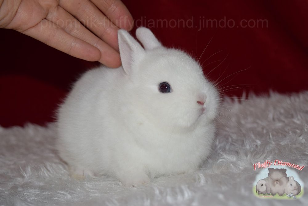 Гермелини-найменші з карликових кроликів. Розплідник! Вакциновані