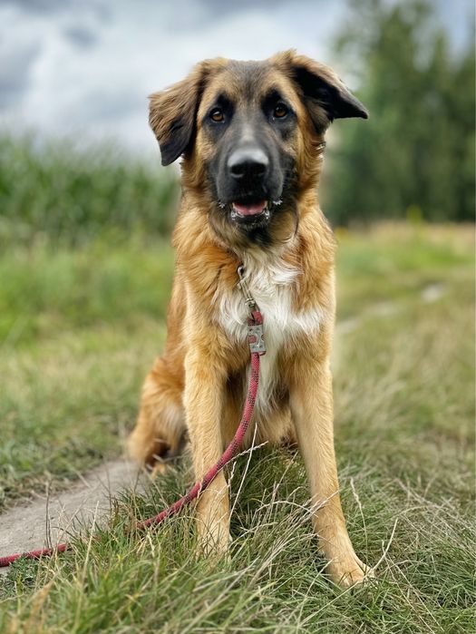 Młody Leon w typie leonbergera