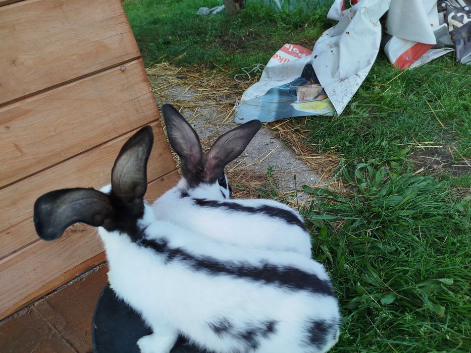 Srokacz niemiecki samce