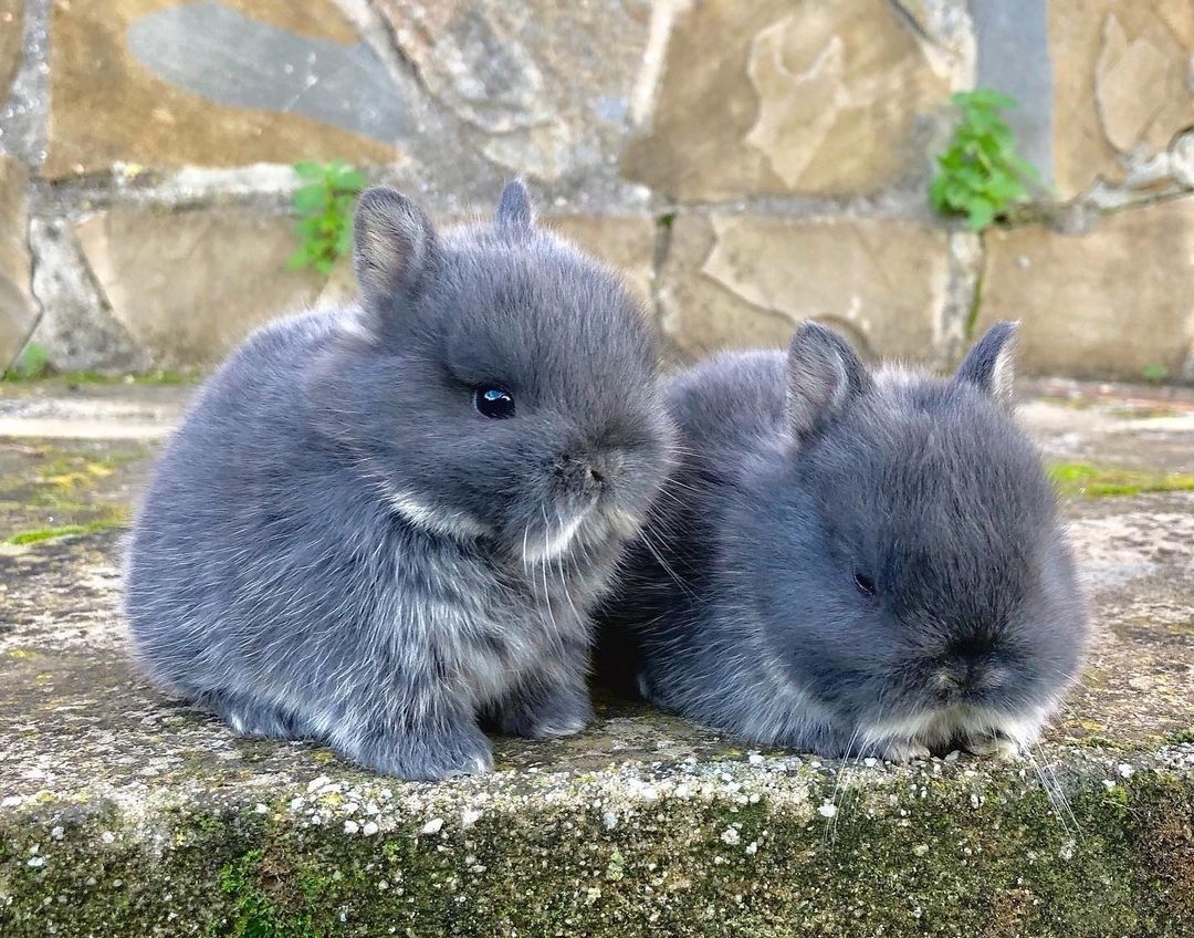 KIT Coelhos anões mini holandês e minitoy lindíssimos e muito dóceis