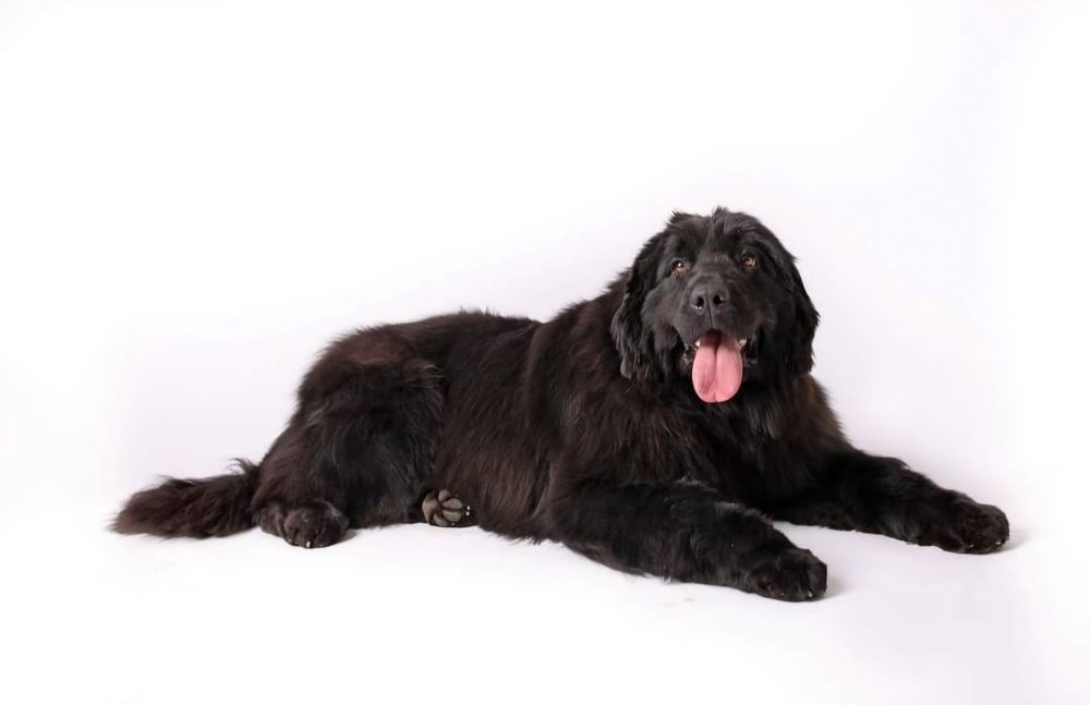 Nowofundland FCI ZKWP