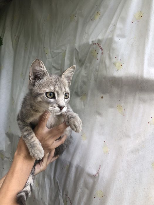 Кошенята в добрі руки